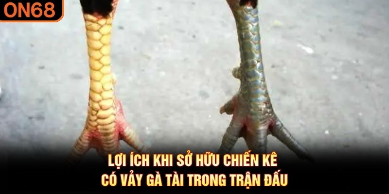 Lợi ích khi sở hữu chiến kê có vảy gà tài trong trận đấu